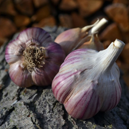 Sadbový cesnak Janko - Allium sativum - paličiak - predaj cibulí cesnaku - 1 balenie