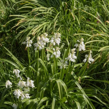 Hyacintovec španielsky biely - Hyacinthoides hispanica - predaj cibuľovín - 5 ks