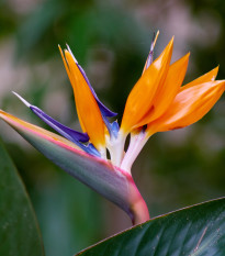 Strelícia kráľovská - Strelitzia reginae - semiačka - 2 ks