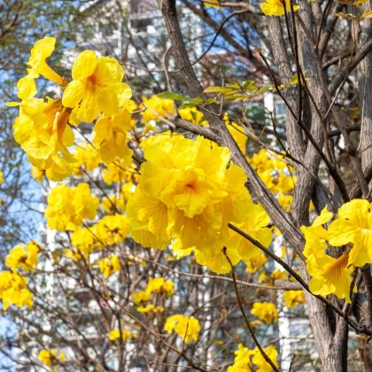 Tabebuja chrysotricha - Handroanthus chrysotrichus - predaj semien - 5 ks