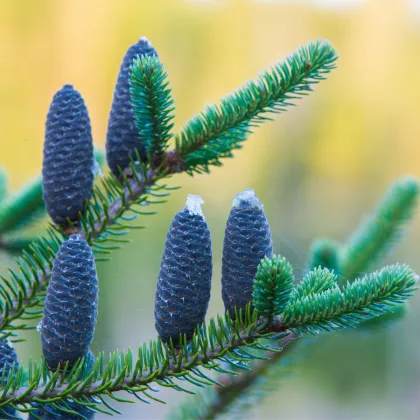 Jedľa balzamová - Abies balsamea - predaj semien - 7 ks