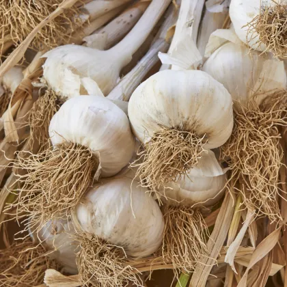 Sadbový Cesnak Messidrome - Allium sativum - nepaličiak - predaj cibulí cesnaku - 1 balenie