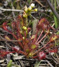 Rosička prostredná - Drosera intermedia - predaj semien - 10 ks