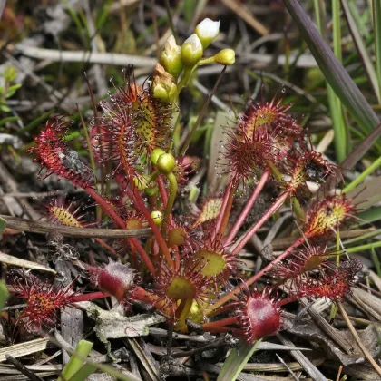 Rosička prostredná - Drosera intermedia - predaj semien - 10 ks