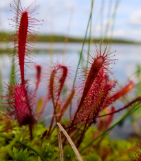 Rosička kapská Dark maroon - Drosera capensis - predaj semien - 10 ks