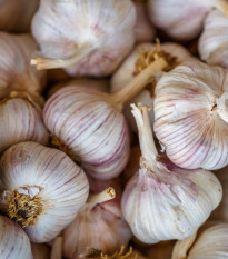 Sadbový cesnak Bjetin - Allium sativum - paličiak - predaj cibulí cesnaku - 1 balenie