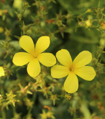 Ľan žltý - Linum flavum - predaj semien - 100 ks