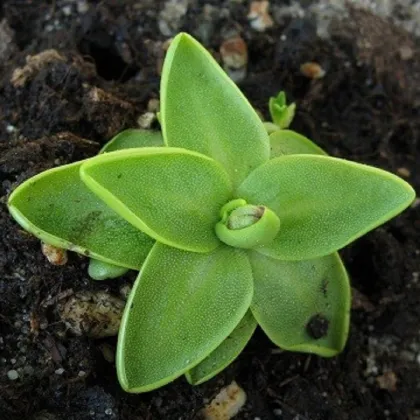 Tučnica obyčajná - Pinguicula vulgaris - semená - 10 ks