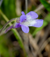 Tučnica obyčajná - Pinguicula vulgaris - semená - 10 ks