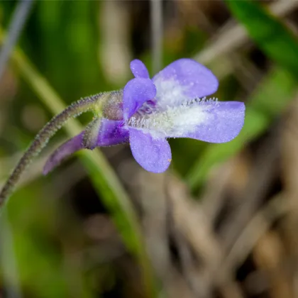 Tučnica obyčajná - Pinguicula vulgaris - semená - 10 ks