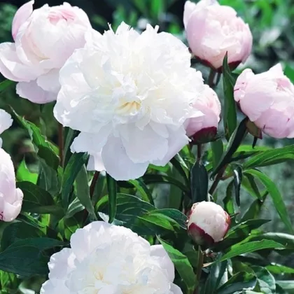 Pivónia Shirley Temple - Paeonia lactiflora - predaj hľúz - 1 ks