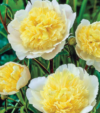 Pivónia Prima Vera - Paeonia lactiflora - predaj hľúz - 1 ks