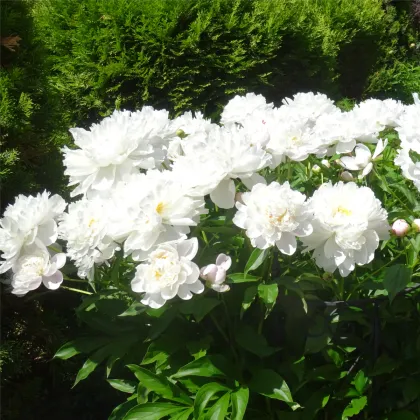 Pivónia Gardenia - Paeonia lactiflora - hľuzy pivónie - 1 ks