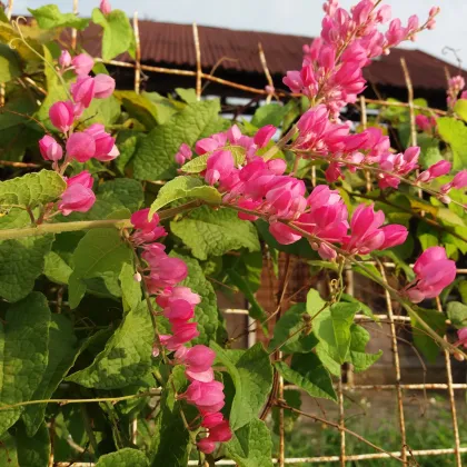 Antigonon mexický - Antigonon Leptopus - semiačka - 4 ks