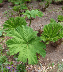 Barota rukávovitá - potrava dinosaurov - Gunnera manicata - semiačka - 6 ks