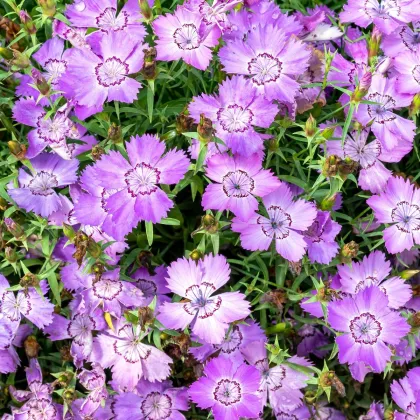 Klinček amurský - Dianthus amurensis - predaj semien - 100 ks