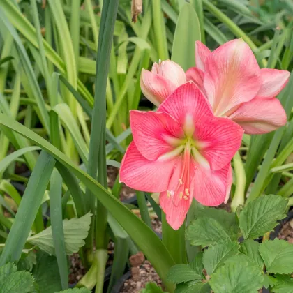 Zornica Susan - Hippaestrum - predaj cibuľovín - 1 ks