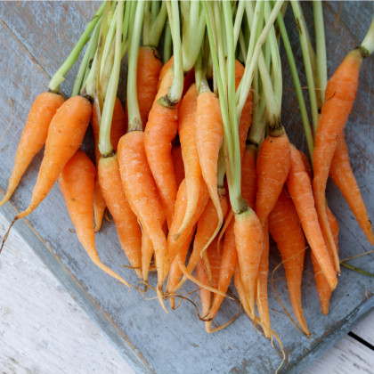 Mrkva Chamare - Daucus carota - predaj semien - 800 ks