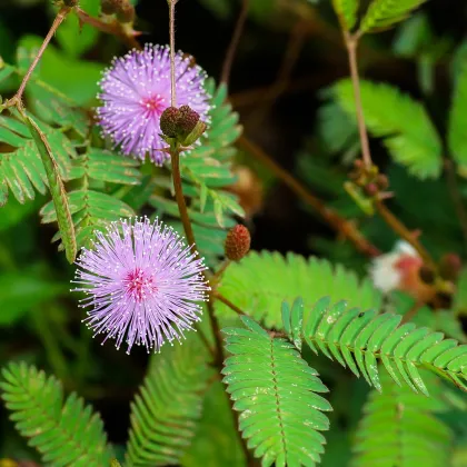 Mimóza - Mimosa pudica - semiačka - 5 ks