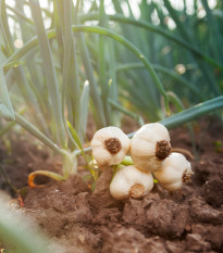 Sadbový cesnak Dukát - Allium sativum - paličiak - predaj cibulí cesnaku - 1 balenie