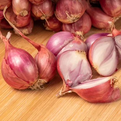 Cibuľa šalotka červená Sante - Allium Cepa - predaj cibule - 500 g