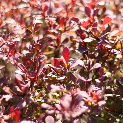 Červený dráč - Berberis thunbergii Atropurpurea - semiačka - 5 ks