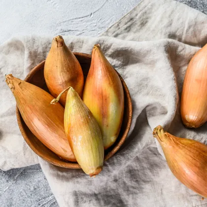 Cibuľa šalotka Longor - Allium cepa - predaj cibule - 12 ks