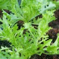 Mizuna Waido - Brassica campestris japonica - semiačka - 30 ks