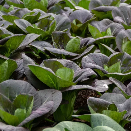 Pak Choi Baraku F1 - Brassica rapa chinensis - predaj semien - 150 ks