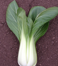 Pak Choi Chifu F1 - Brassica rapa chinensis - predaj semien - 50 ks