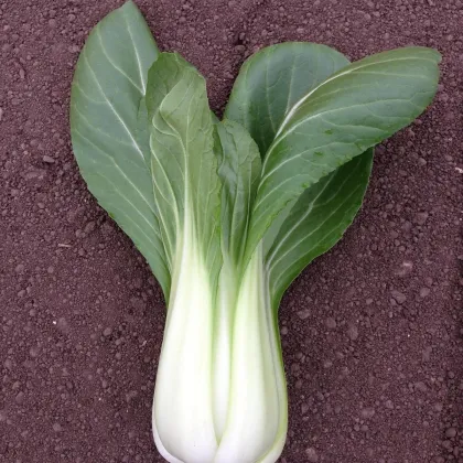 Pak Choi Chifu F1 - Brassica rapa chinensis - predaj semien - 50 ks