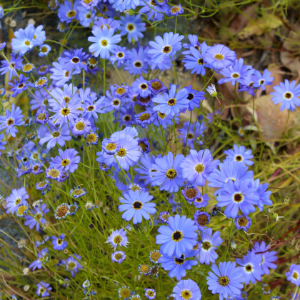Krátkochlpok iberkolistý Bravo modrý s okom - Brachyscome iberidifolia - predaj semien - 500 ks