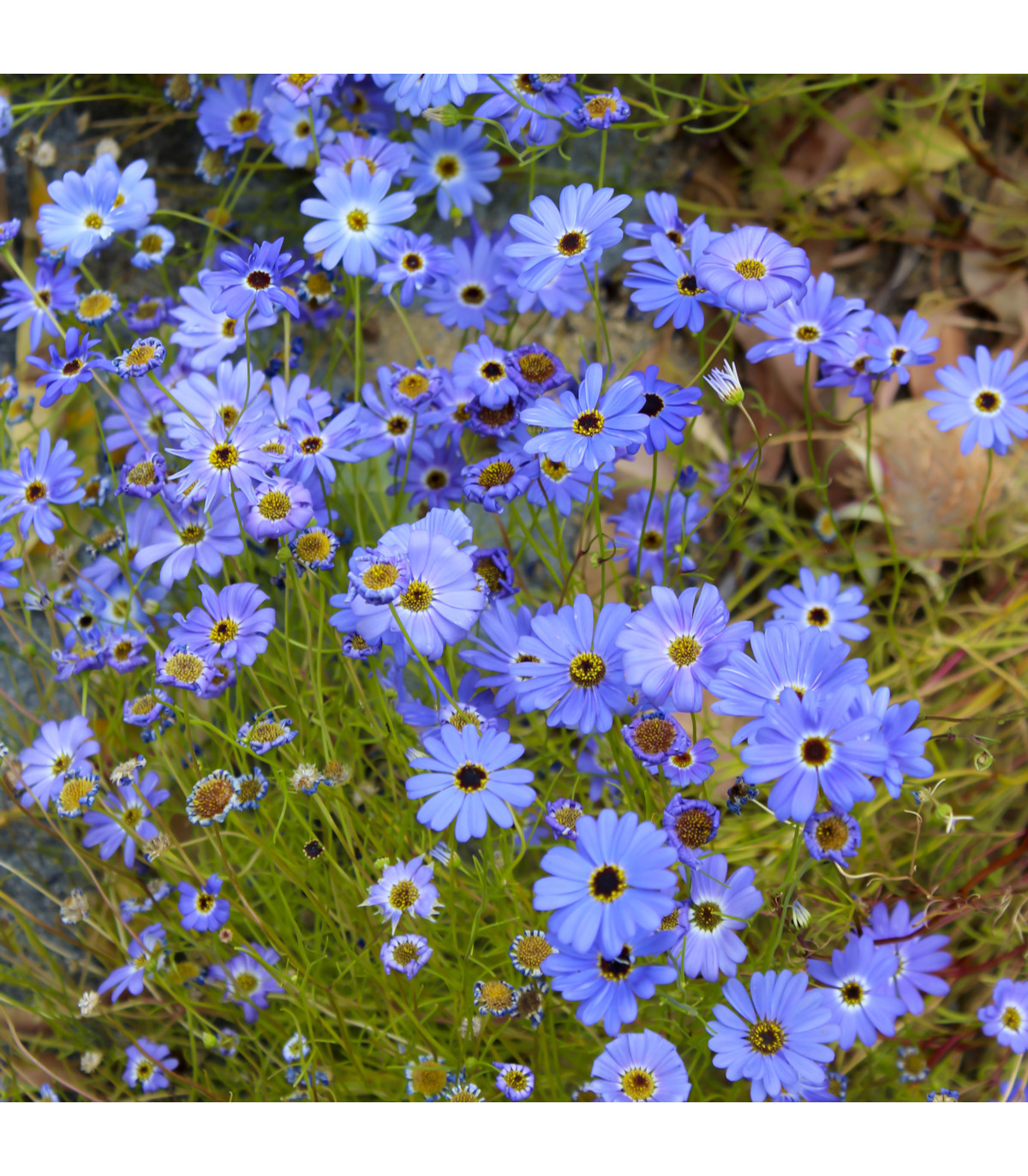 Krátkochlpok iberkolistý Bravo modrý s okom - Brachyscome iberidifolia - predaj semien - 0,1 g