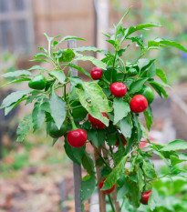 Chilli Satans Kiss - Capsicum annuum - predaj semien - 7 ks