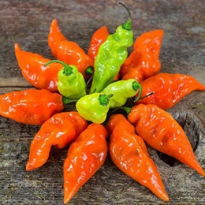 Paprika Habanada - Capsicum Chinense - predaj semien - 10ks