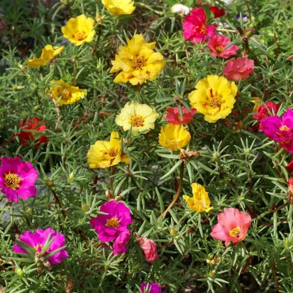 Portulaka zmes farieb - Portulaca grandiflora - predaj semien - 300 ks