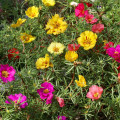 Portulaka zmes farieb - Portulaca grandiflora - predaj semien - 300 ks