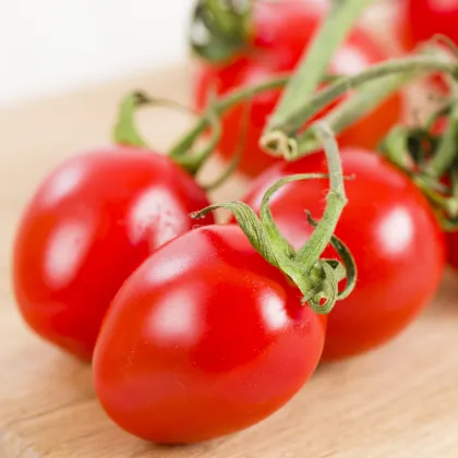 Paradajka Alicante – Solanum lycopersicum – predaj semien paradajok