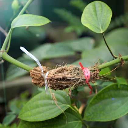 BIO Paprika na vrúbľovanie Scarface F1 - Capsicum annuum - predaj bio semien - 5 ks