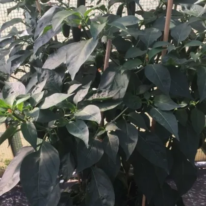 BIO Paprika na vrúbľovanie Scarface F1 - Capsicum annuum - predaj bio semien - 5 ks