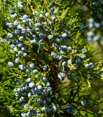 Borievka virginská - Juniperus virginiana - predaj semien - 5 ks