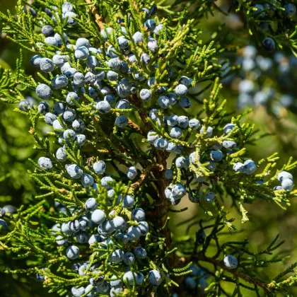 Borievka virginská - Juniperus virginiana - predaj semien - 5 ks