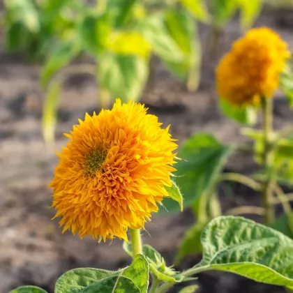 Slnečnica Sonnengold - Helianthus annuus - predaj semien - 15 ks