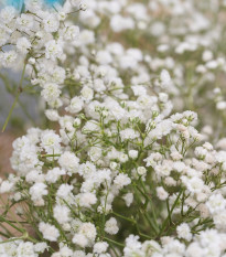 Gypsomilka metlinatá - Gypsophila paniculata - predaj semien - 150 ks