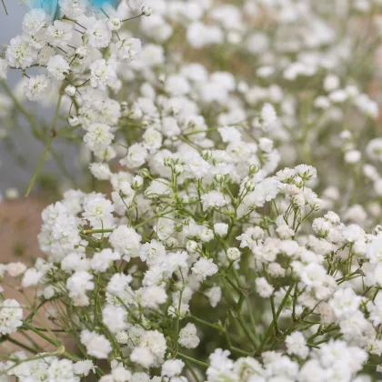 Gypsomilka metlinatá - Gypsophila paniculata - predaj semien - 150 ks