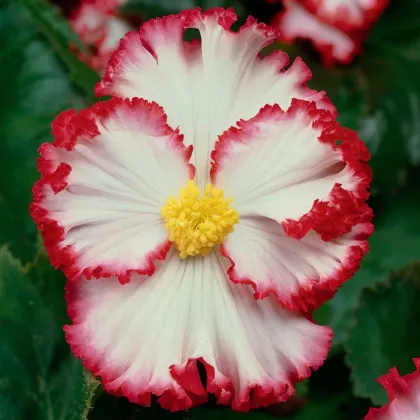 Begónia Marginata biela - Begonia crispa - predaj cibuľovín - 2 ks