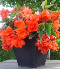 Begónia oranžová - Begonia pendula - predaj cibuľovín - 2 ks