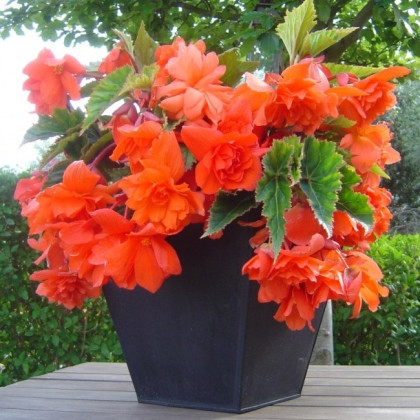 Begónia oranžová - Begonia pendula - predaj cibuľovín - 2 ks