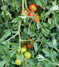 Paradajka koktailová Primabella - Solanum lycopersicum - predaj semien - 6 ks