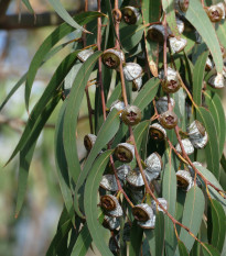 Eucalyptus guľatoplodý - Blahovičník - Eukalyptus globulus - predaj semien - 8 ks